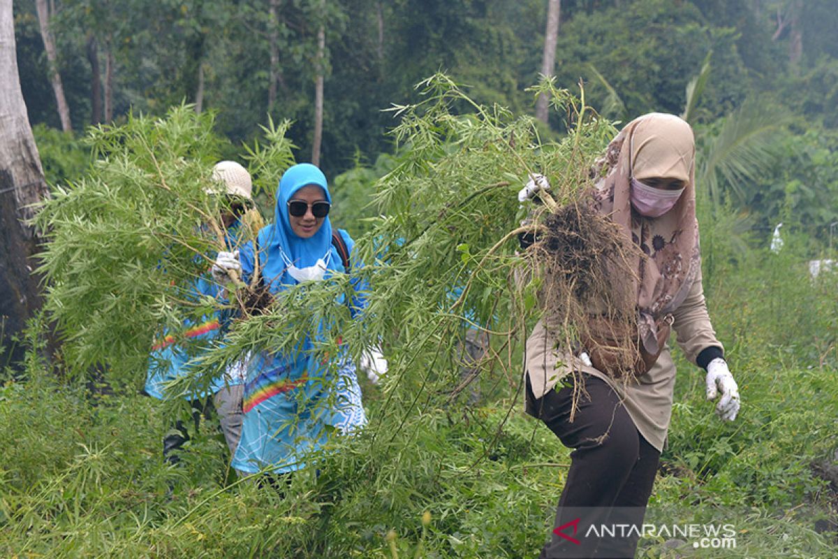 BNN musnahkan 3,5 hektare ladang ganja di Aceh Besar