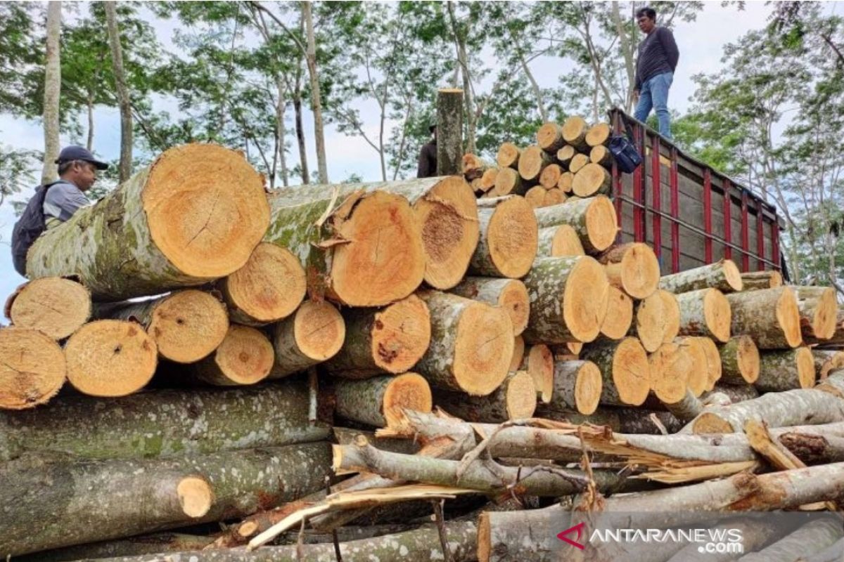 Perhutani Jatim sebut pasar log kayu tidak terdampak pandemi