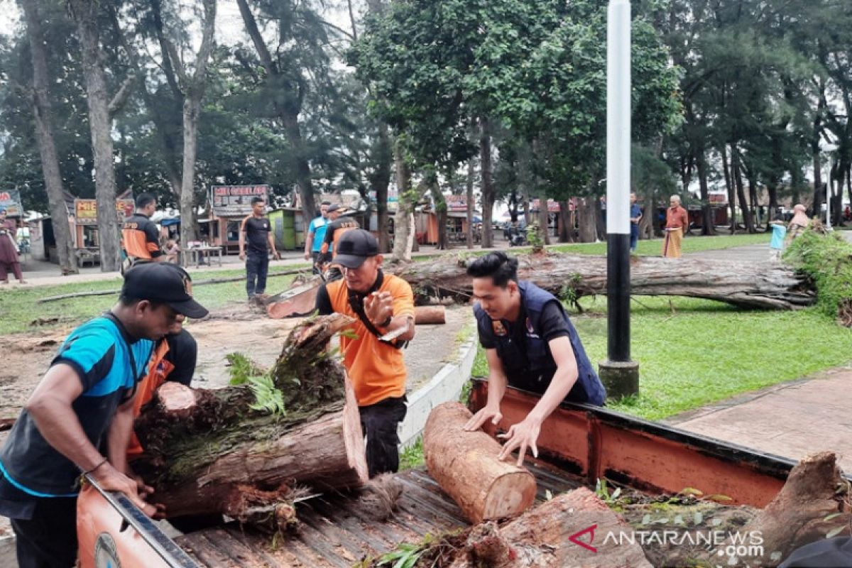 Pohon pinus tumbang di objek wisata Pantai Kata, tak ada korban jiwa