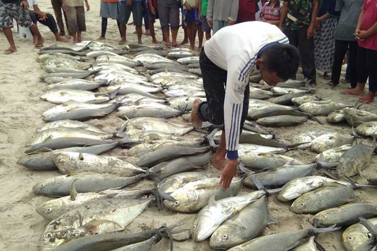 Nelayan pukat darat Simeulue tangkap ikan Rp30 juta