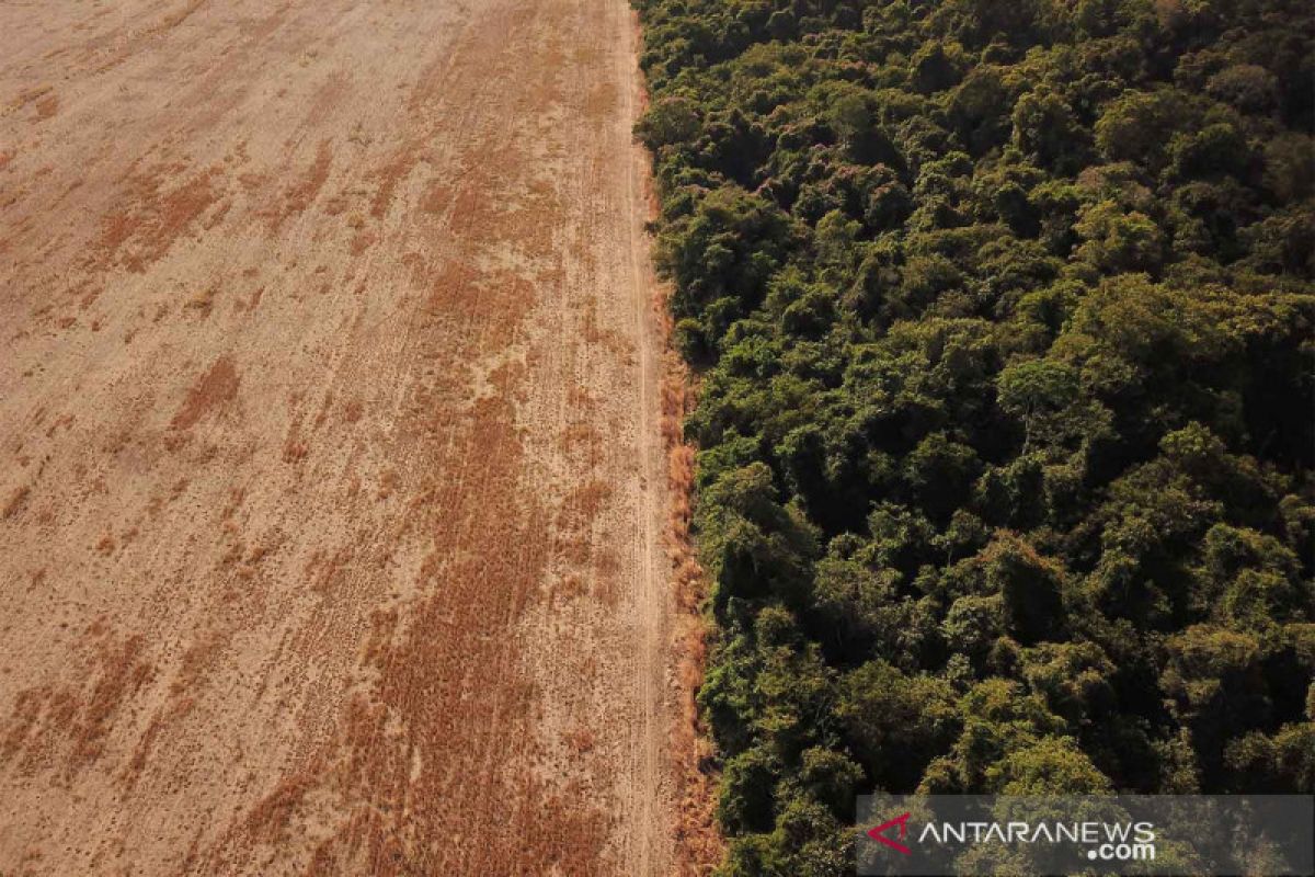 Jelang COP30, ilmuwan ingatkan Amazon hampir capai titik kritis