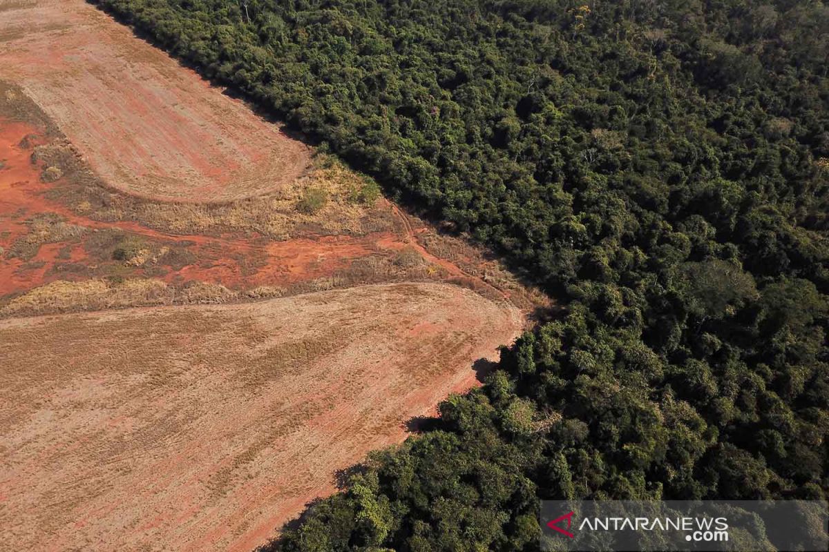 Wamenlu: pernyataan Inggris tentang nol deforestasi menyesatkan