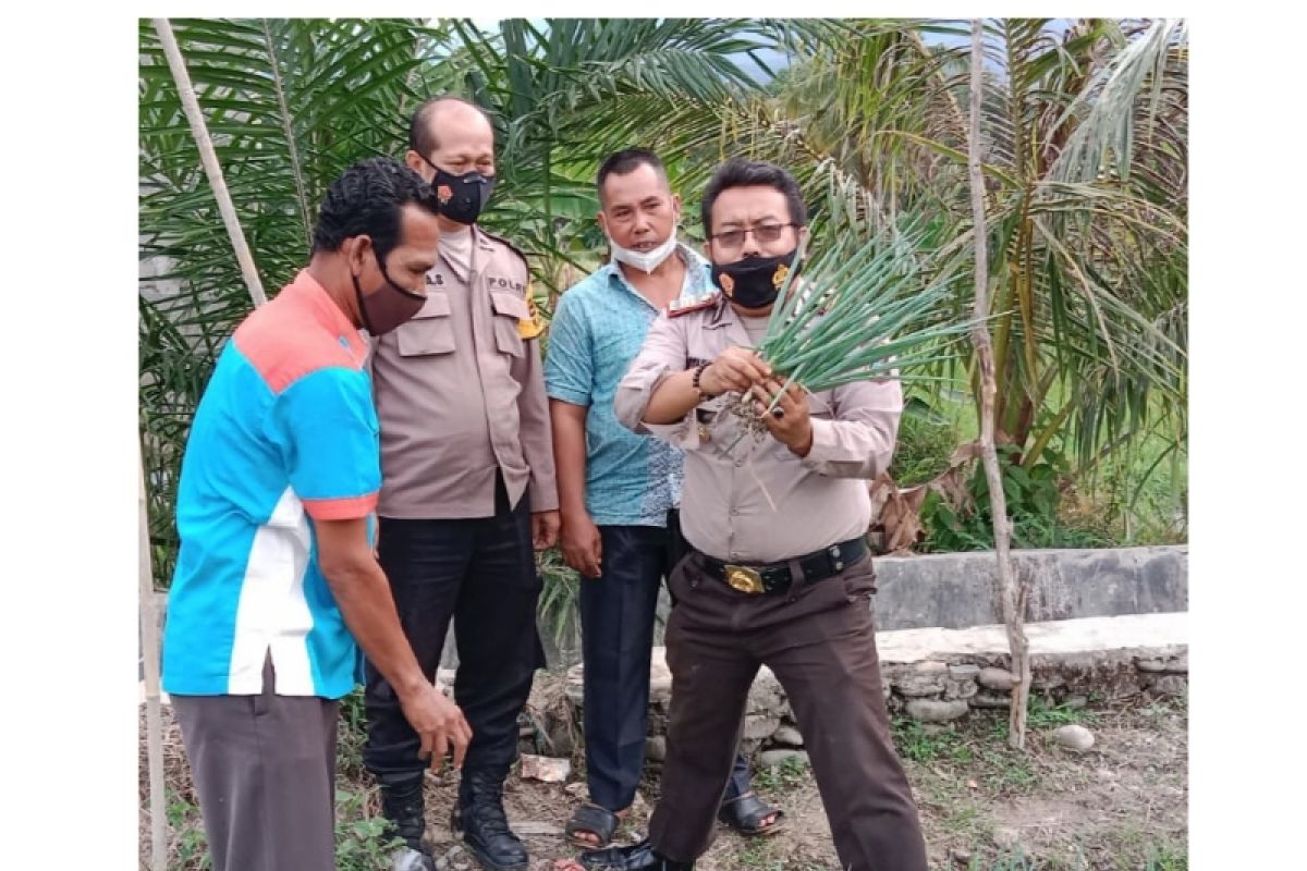 Kapolsek Barumun panen bawang prei perdana bersama petani