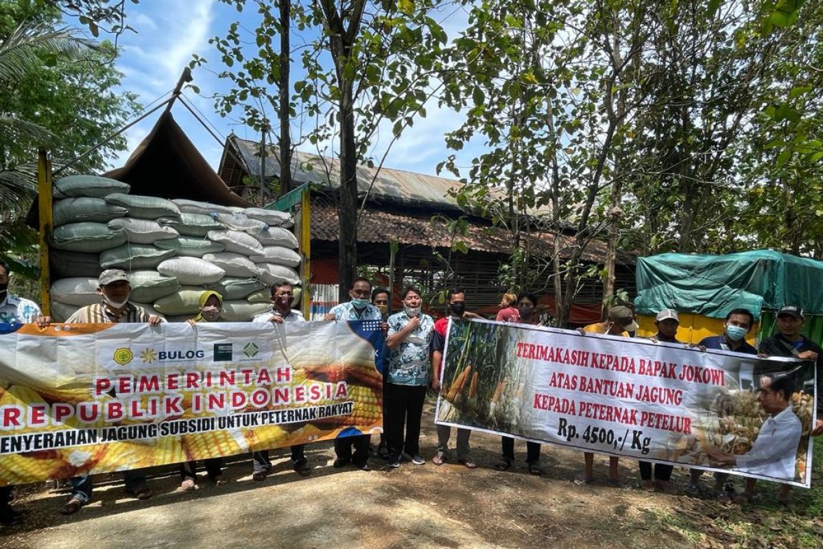 Bulog siap laksanakan penugasan penyaluran jagung pakan ke peternak