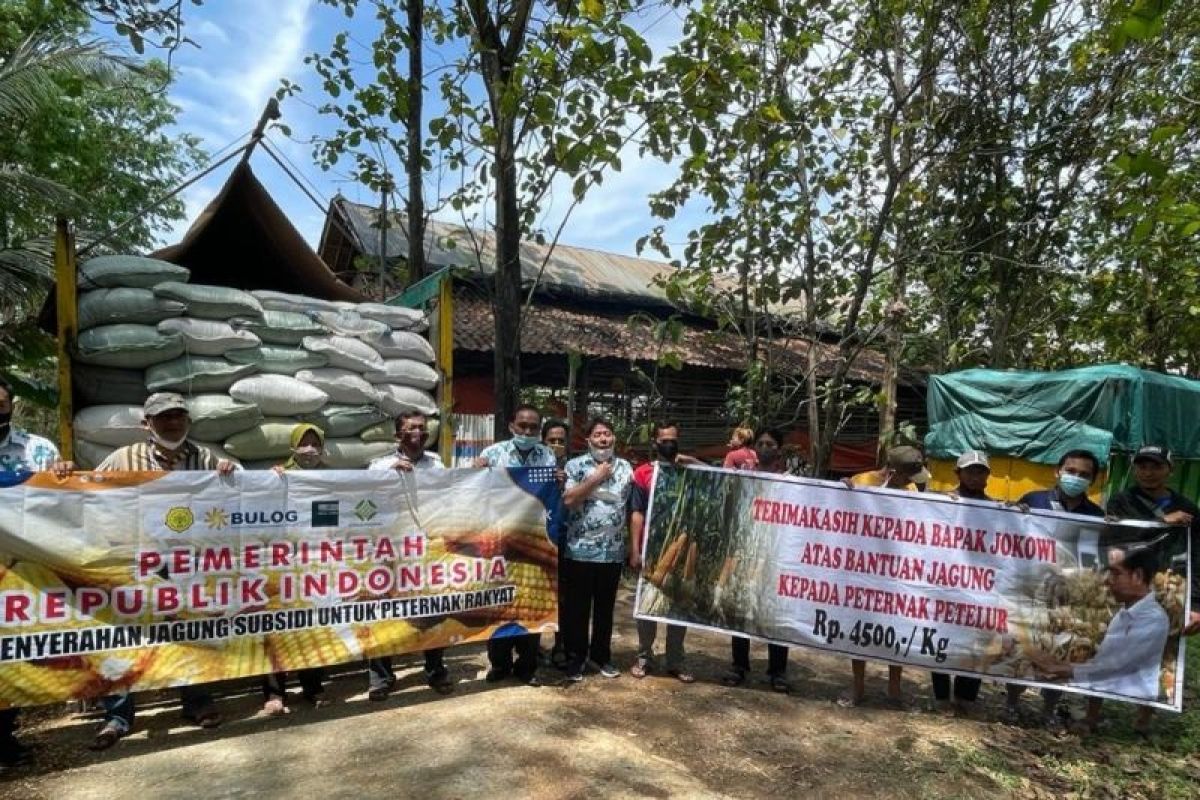 Bulog siap salurkan jagung pakan dengan harga Rp4.500 per kg