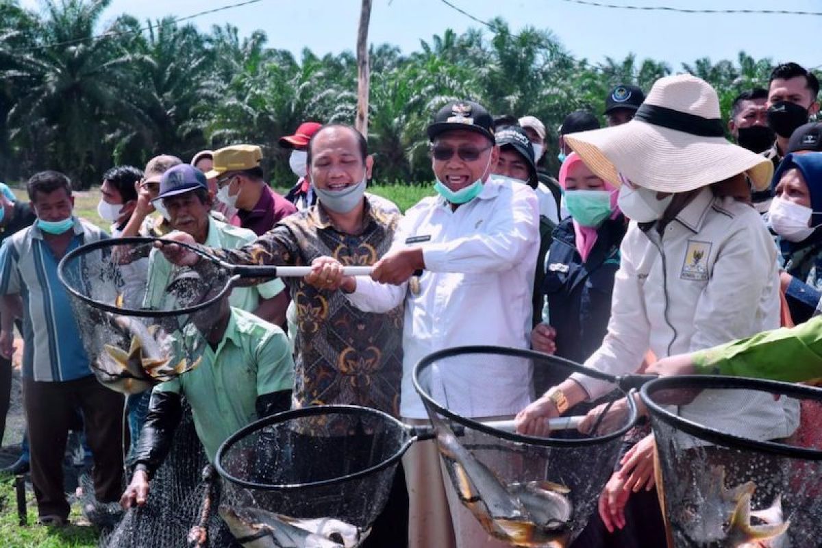 Kabupaten Banyuasin gencarkan budidaya ikan patin, luncurkan program "Gerbang Perak"