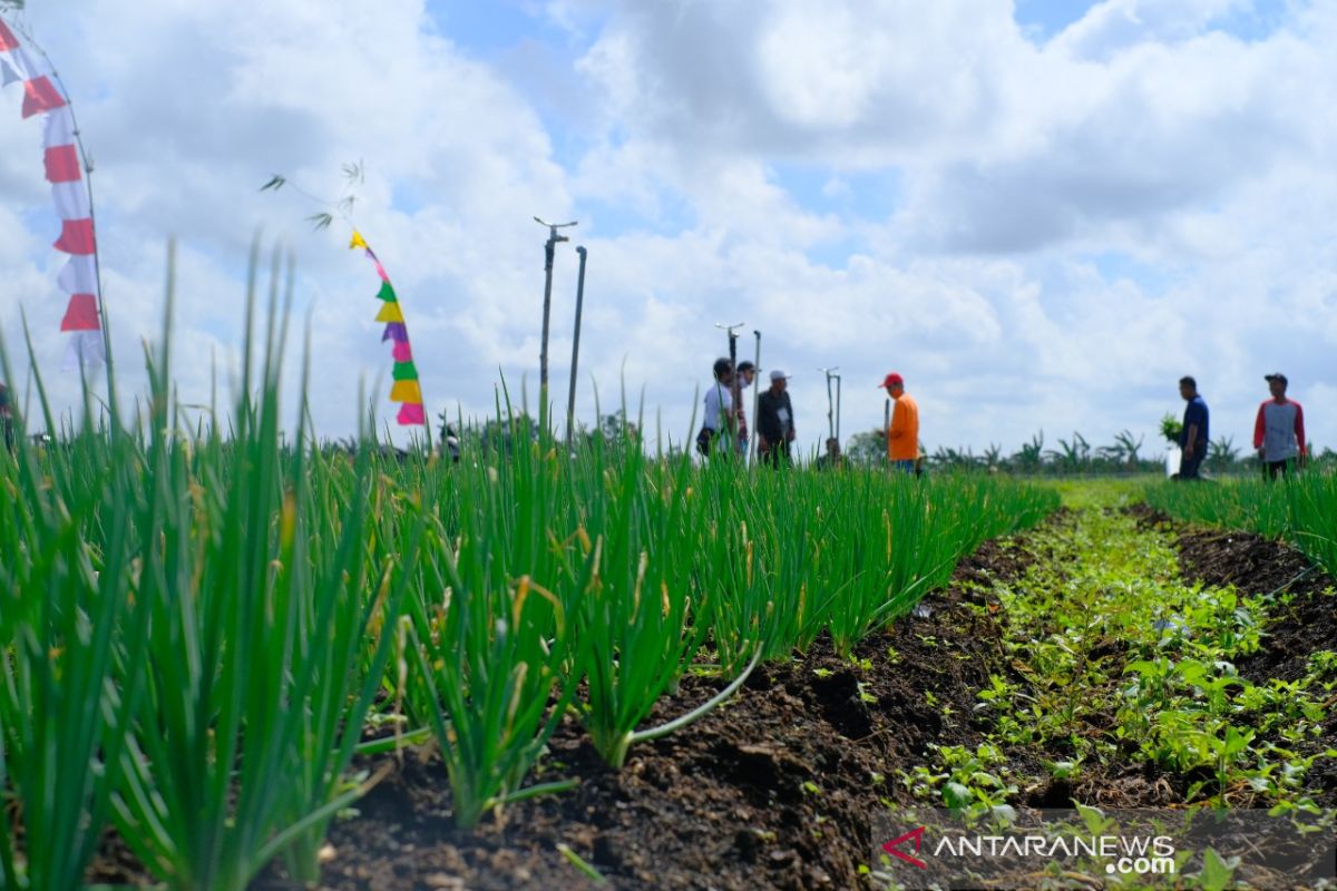 Melestarikan lahan gambut sebagai  lahan produktif