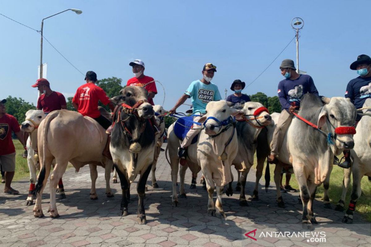 Solo Great Sale kirab 20 sapi di jalan untuk promosikan pariwisata The Spirit of Java