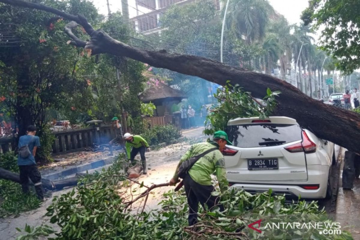 Jakarta Barat pangkas sebanyak 1.068 pohon untuk antisipasi musim hujan