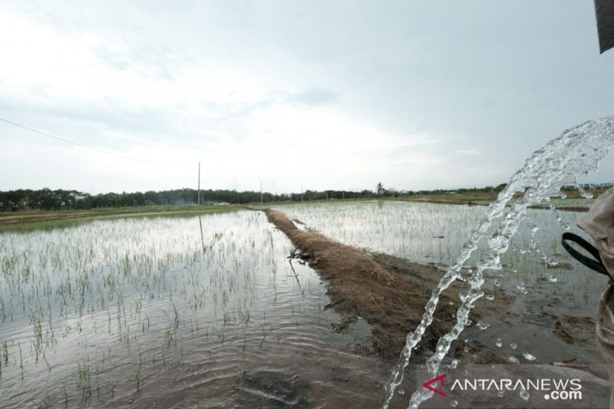 Program Electrifying Agriculture makin diminati petani di Sulawesi Selatan