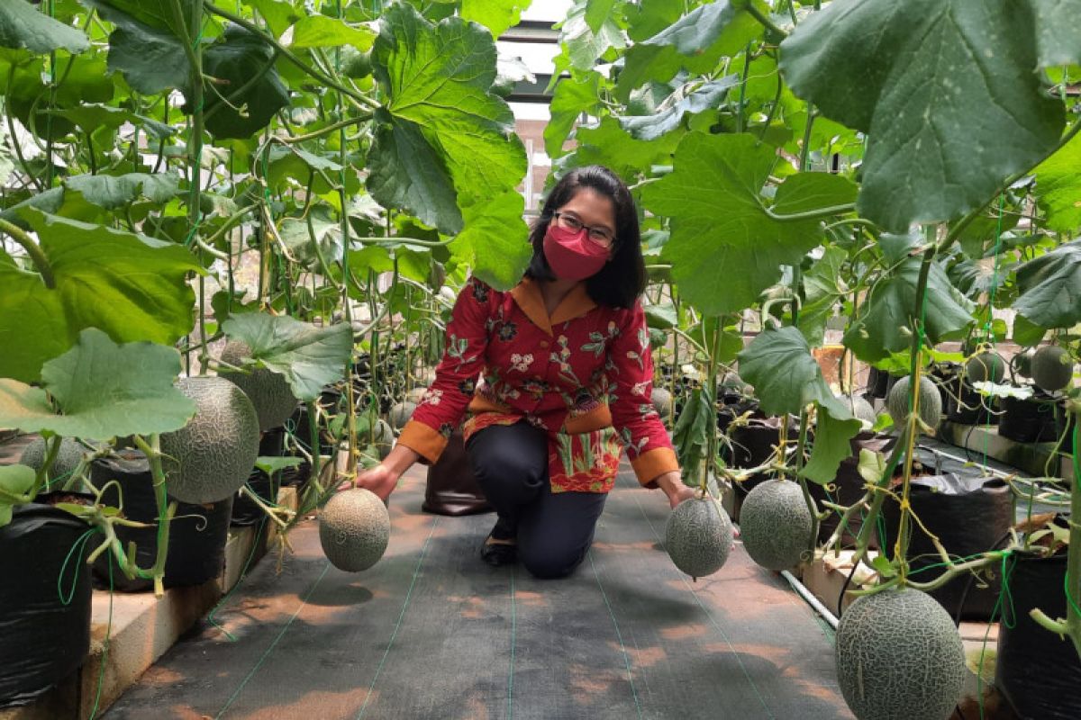 Universitas Brawijaya kembangkan sistem budi daya melon berbasis IoT