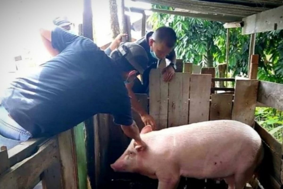 Pemkot Palangka Raya minta peternak waspadai demam babi Afrika