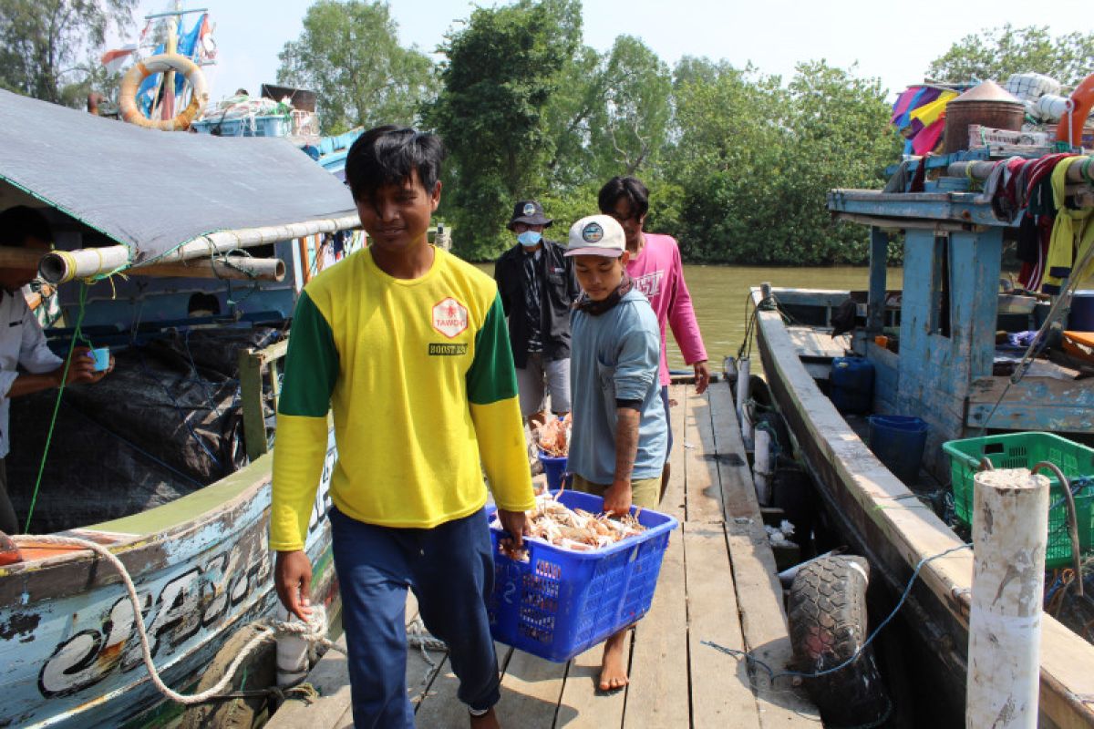 Untaian cara nelayan merangkai keberlanjutan ekosistem rajungan Lampung