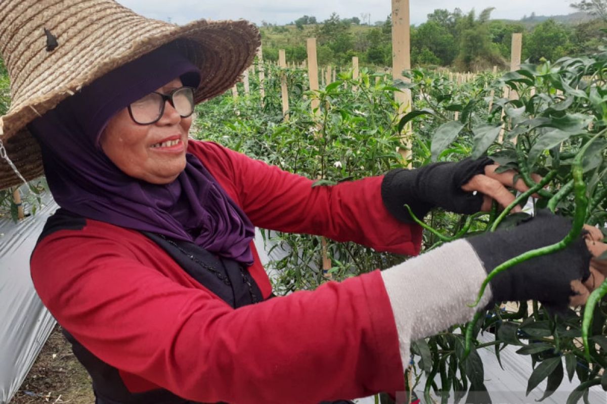 Pasokan bahan  pokok di Batam tercukupi hingga akhir tahun