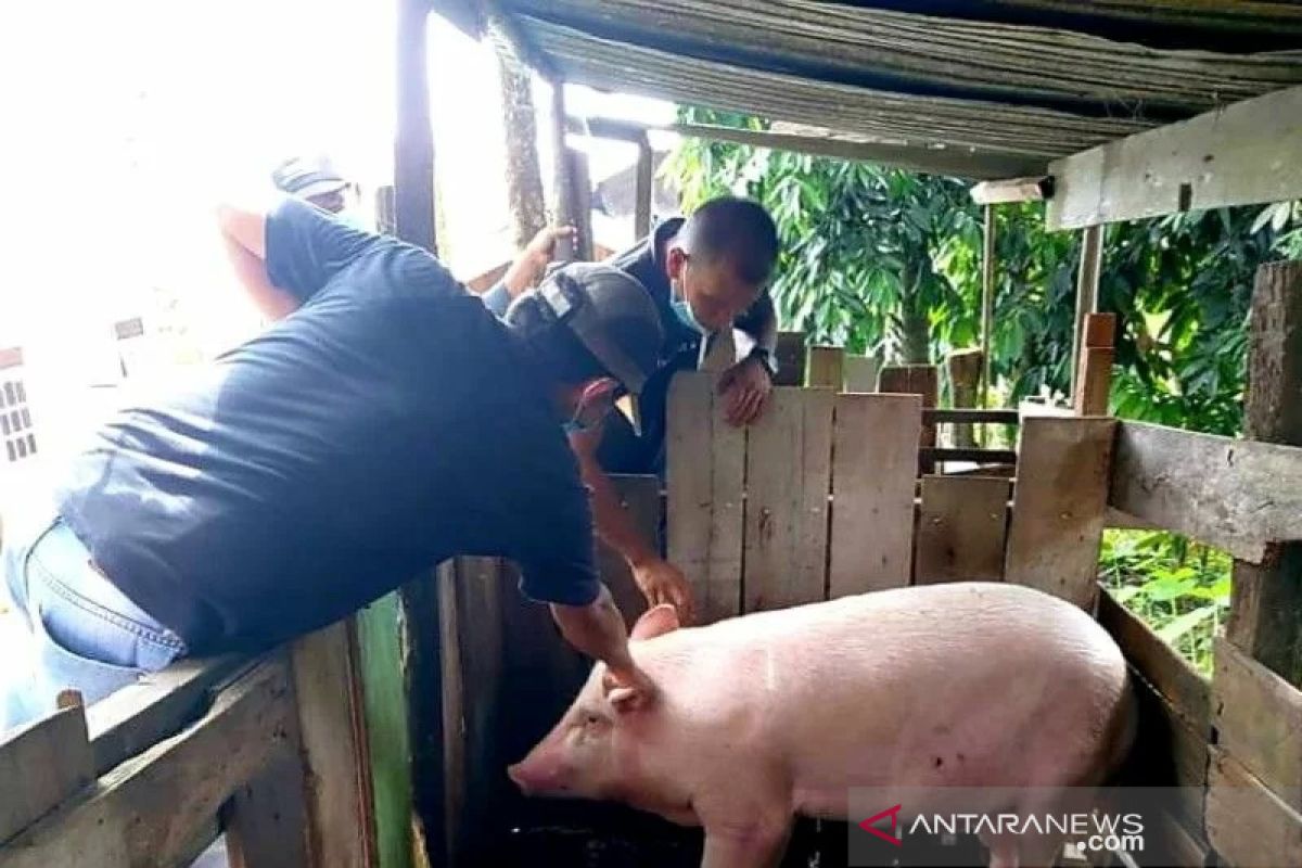 Peternak Palangka Raya diimbau waspadai demam babi afrika