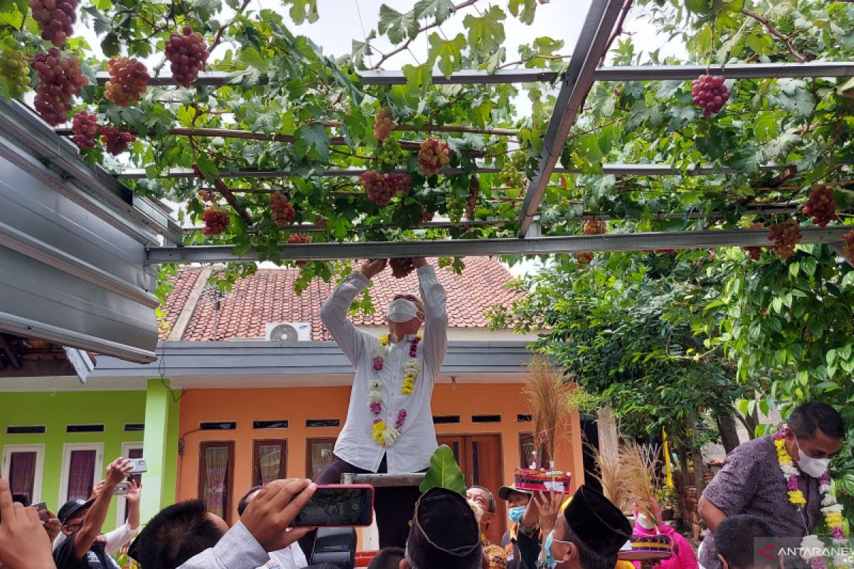 PKK RW 06 Munjul Jakarta Timur panen 25 kg anggur hasil pertanian kota