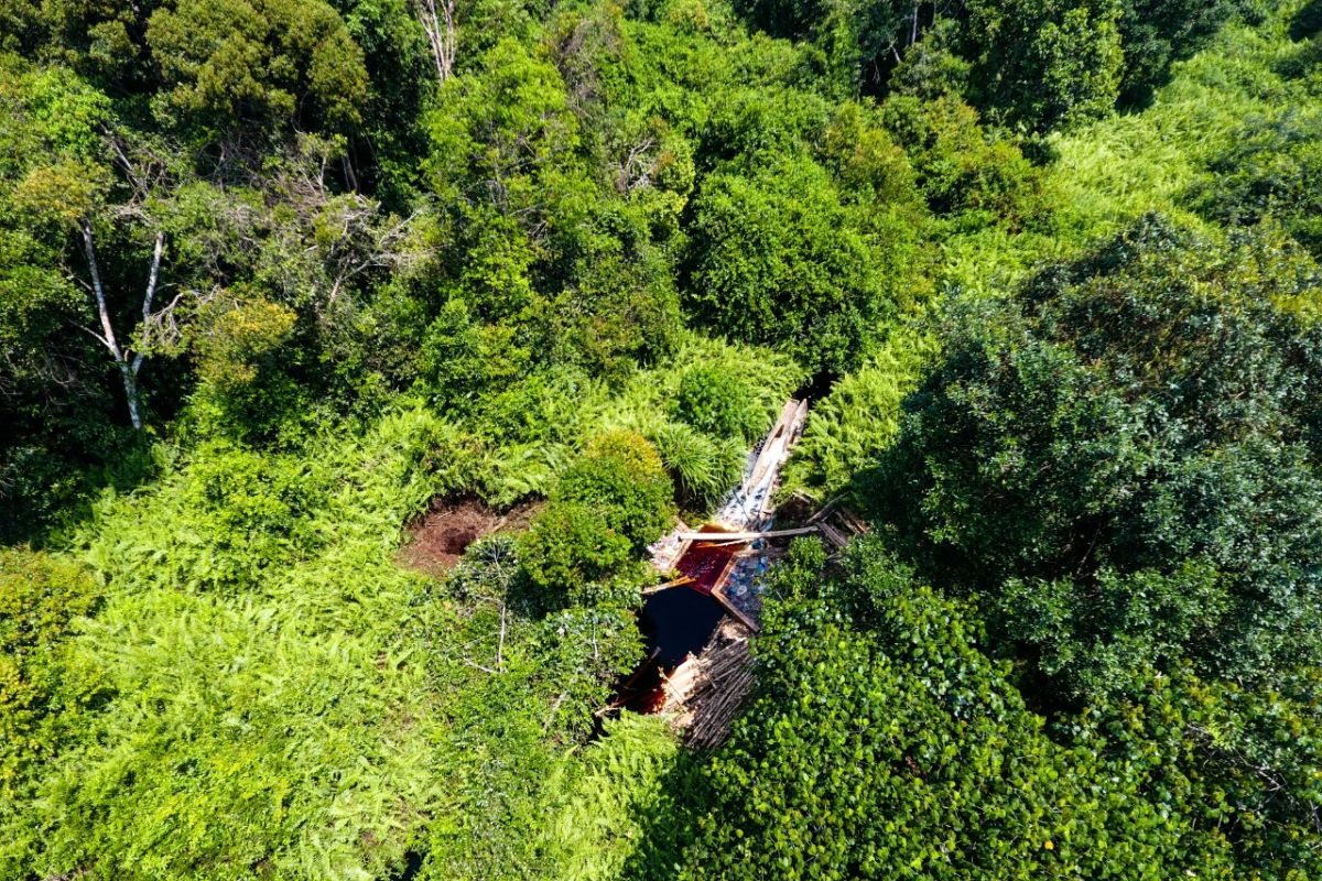 Menjaga hutan gambut dan karbon