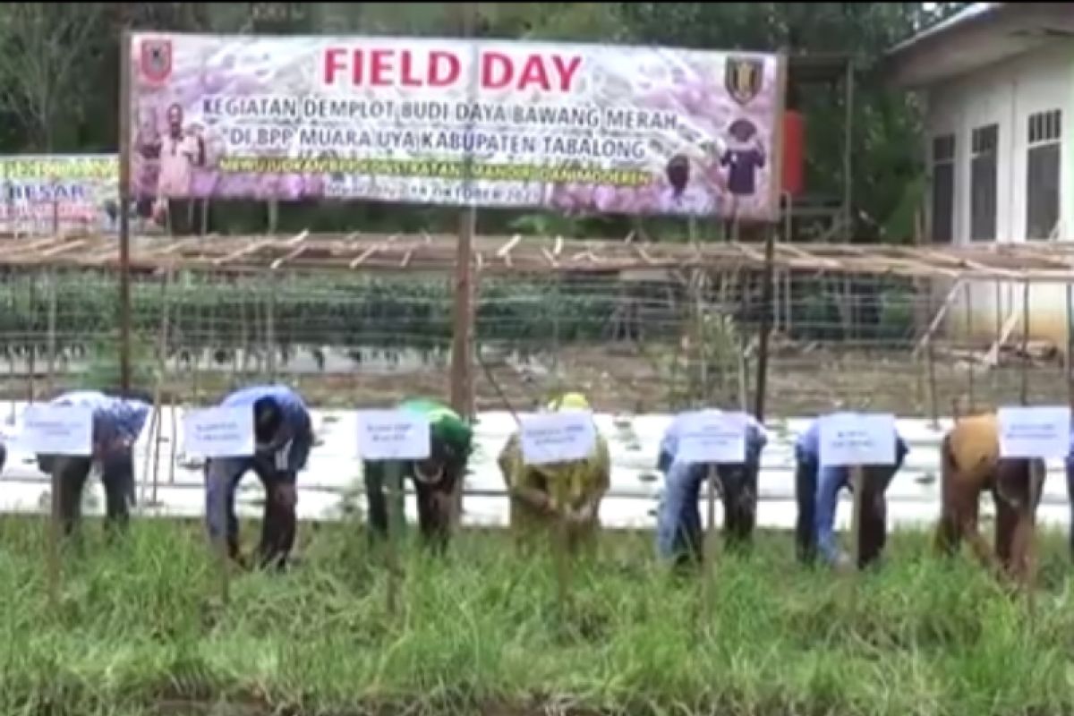 BPP Muara Uya kembangkan budi daya bawang merah