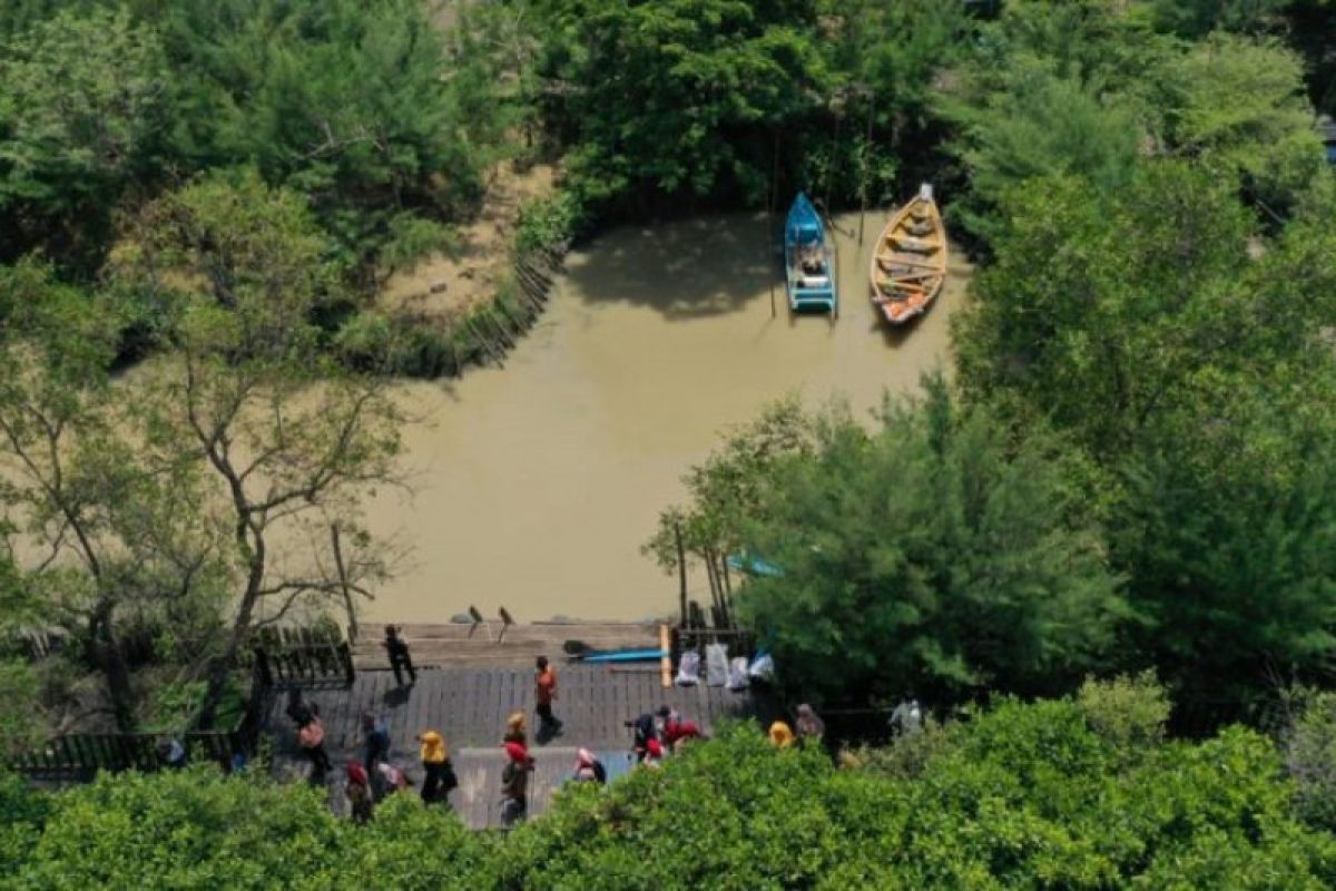 Dua Kebun Raya Mangrove di Surabaya mampu serap emisi karbon