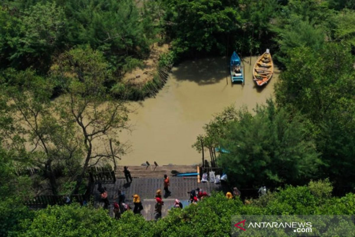 Dua kebun raya mangrove Surabaya serap ribuan ton emisi karbon