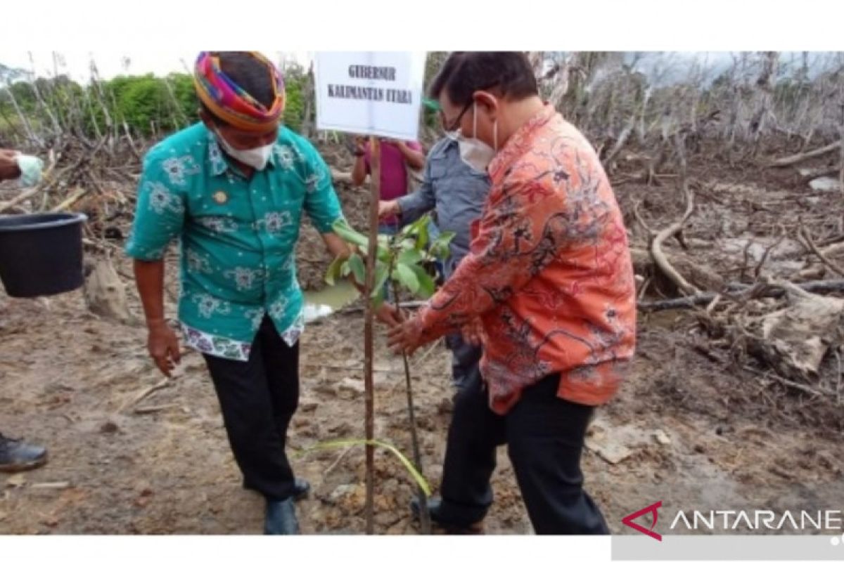 Gubernur dan Forkopimda Kaltara tanam ribuan bibit bakau di Bulungan