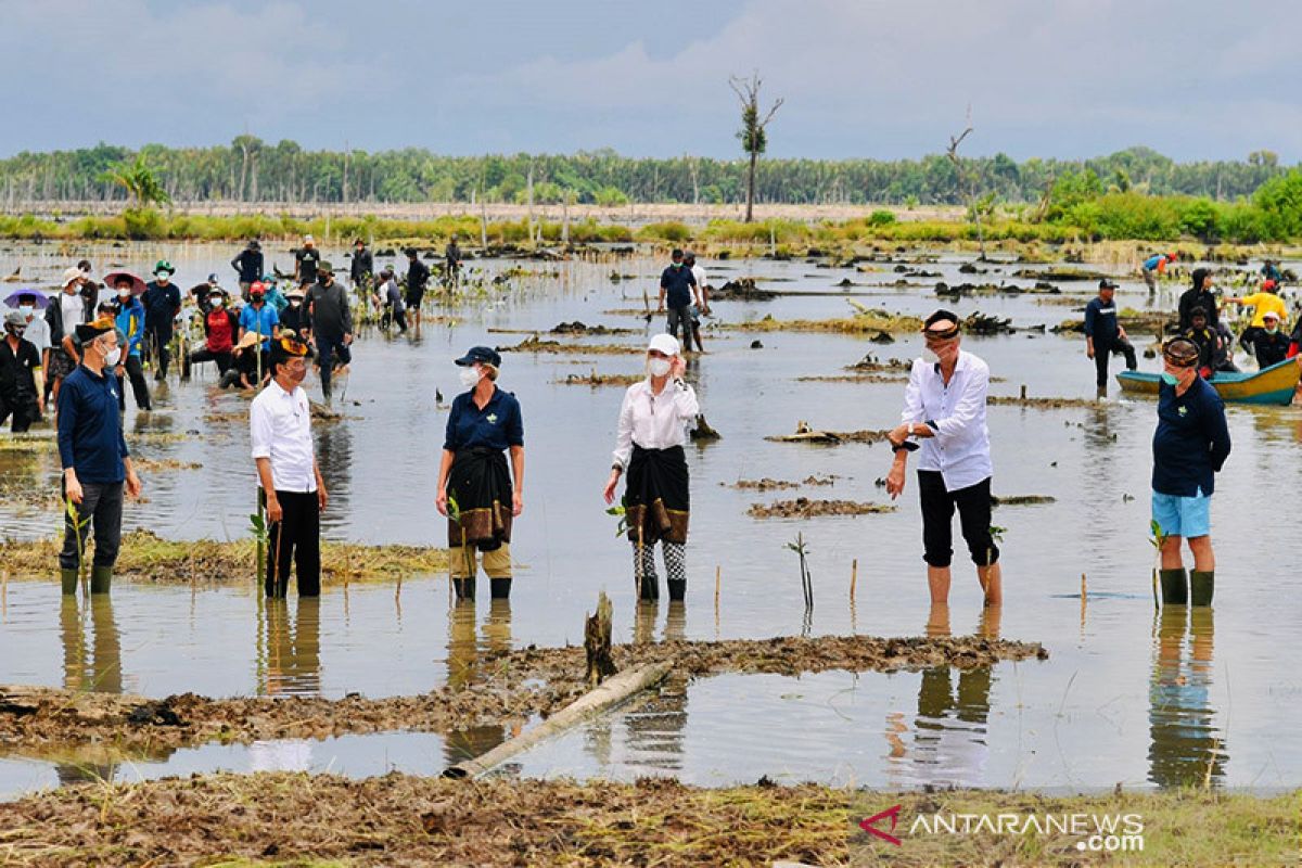 Preserving Indonesia's mangroves to nurture blue carbon potential