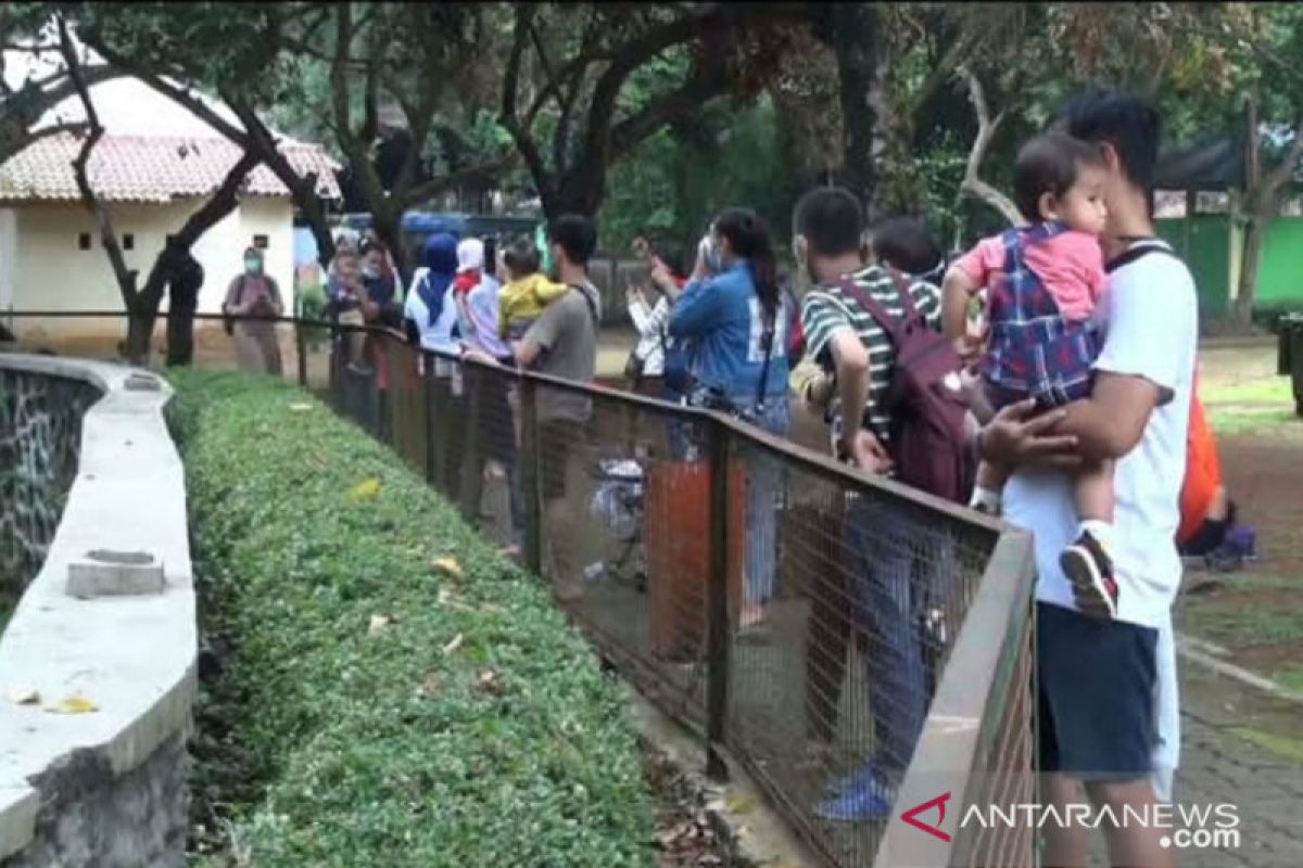 Taman Margasatwa Ragunan dikunjungi 4.901 wisatawan hari pertama dibuka kembali