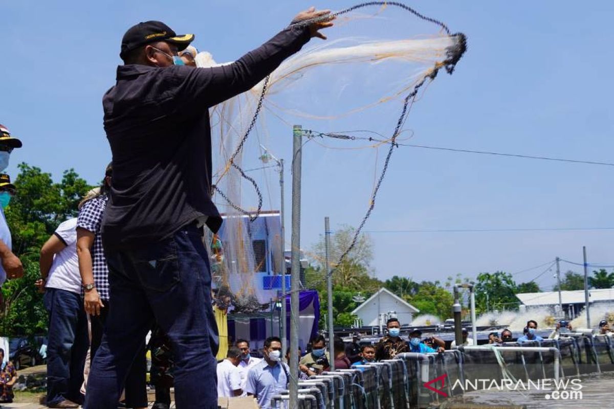 Pemkab Jembrana tertarik budidaya udang berbasis teknologi