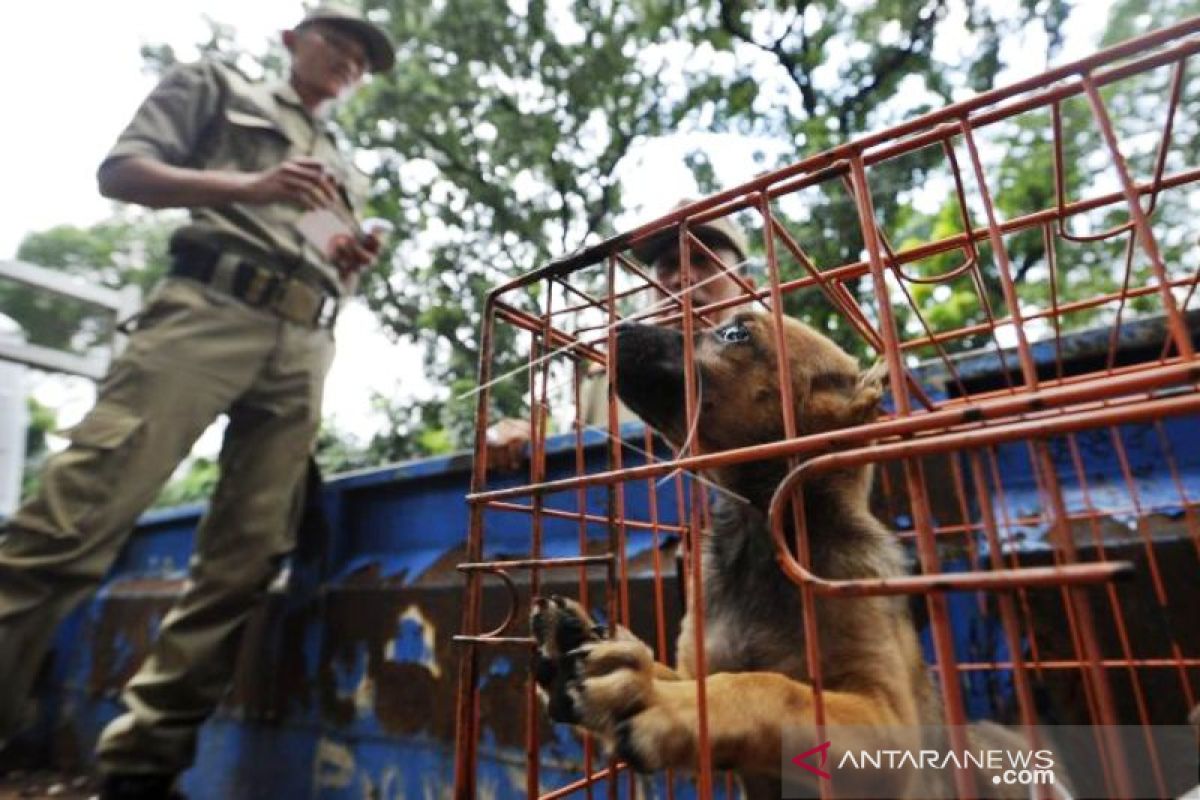 Kasatpol PP WH Aceh Singkil bantah petugas siksa anjing warga Pulau Banyak