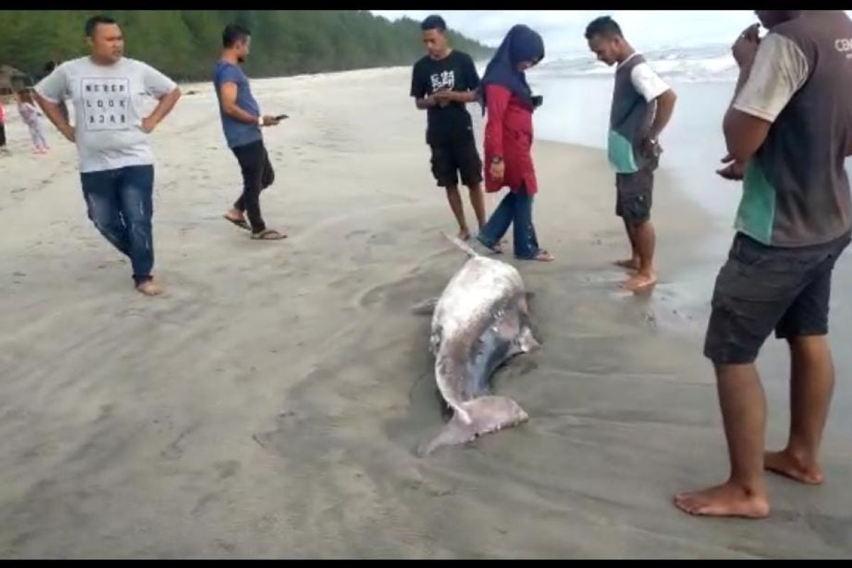 Seekor lumba-lumba ditemukan mati di pinggir pantai Aceh Jaya