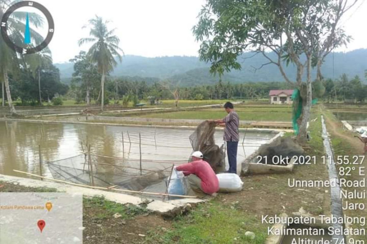 Pemkab Tabalong canangkan budidaya mina padi di Desa Nalui