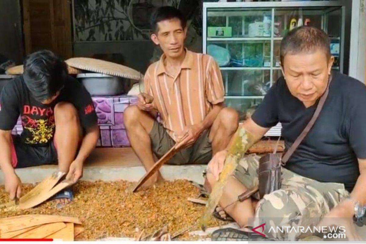 Usaha kayu manis Loksado menggairahkan