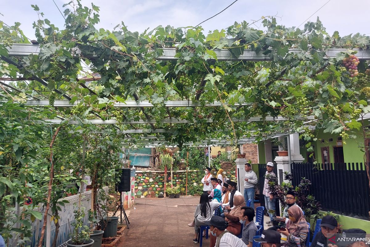 Menyulap gang sempit menjadi kebun anggur