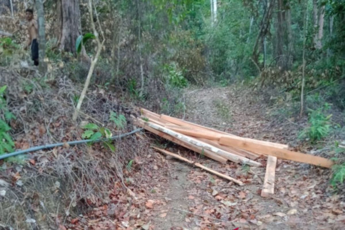 Pemerintah harus lindungi hutan lindung Gunung Lengkuas