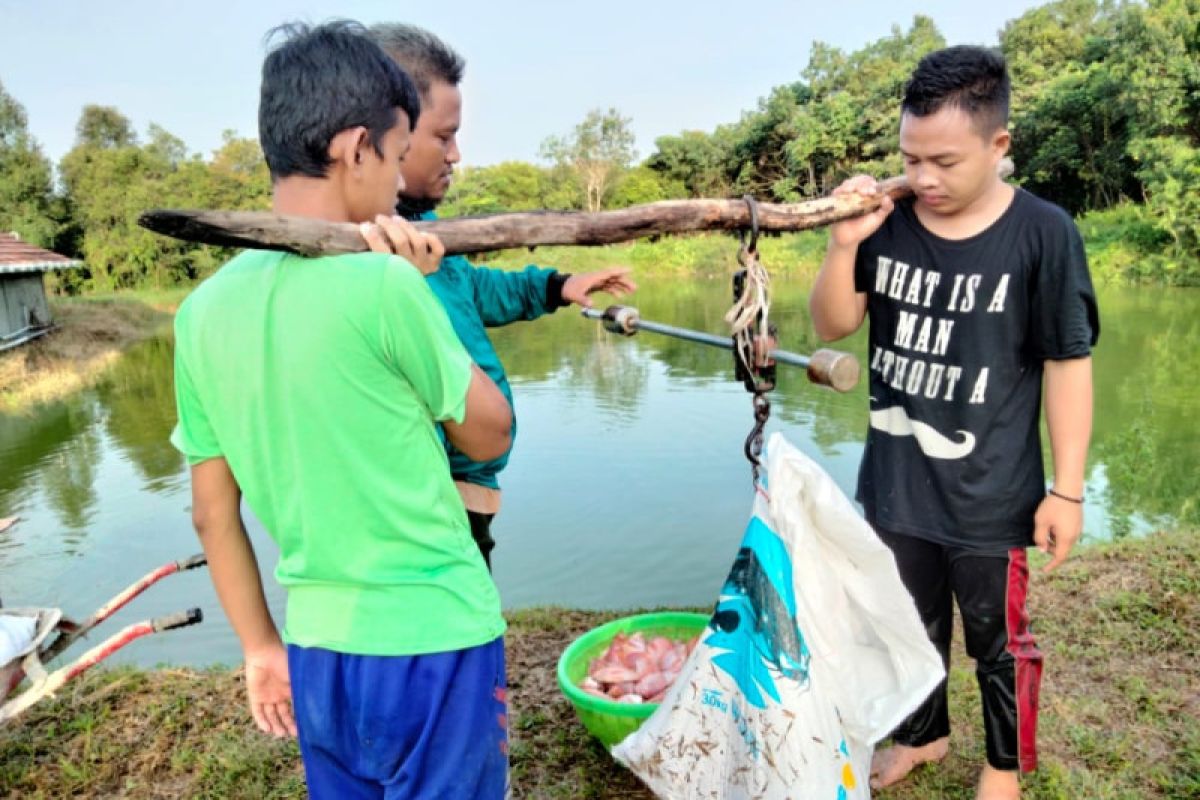 Kambitin Boarding School earns tens of million from tilapia cultivation