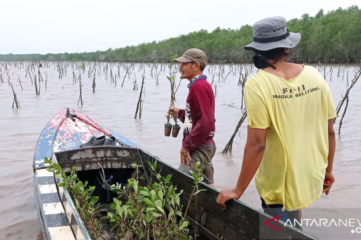 BRGM percepat rehabilitasi mangrove dukung pemerintah capai target NDC