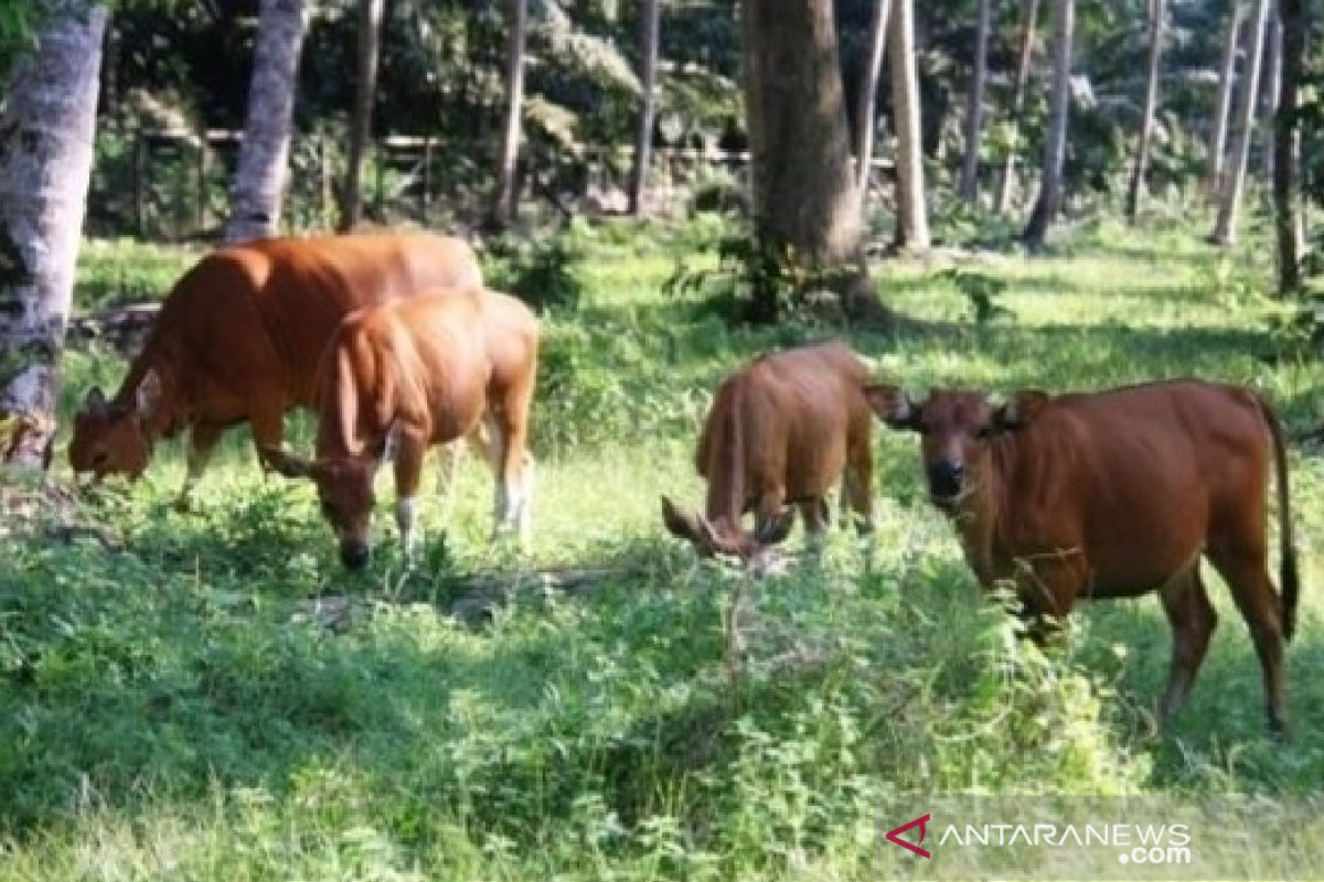 Populasi sapi Kabupaten PPU  masih 16.000 ekor