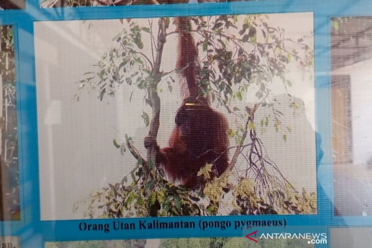 Habitat Orang Utan terancam kebakaran lahan