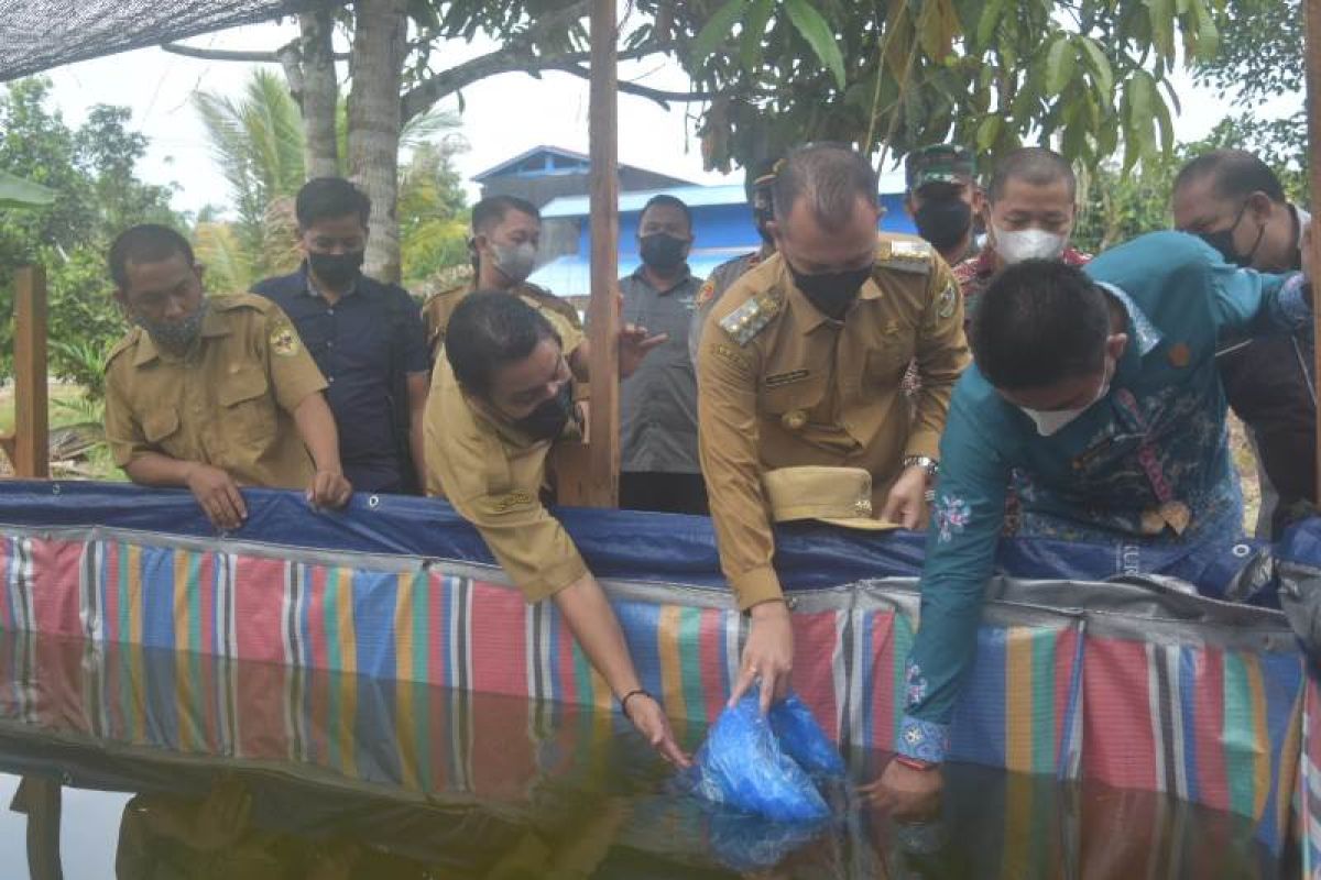 Pemkab Gumas telah salurkan bantuan benih ikan kepada belasan pokdakan