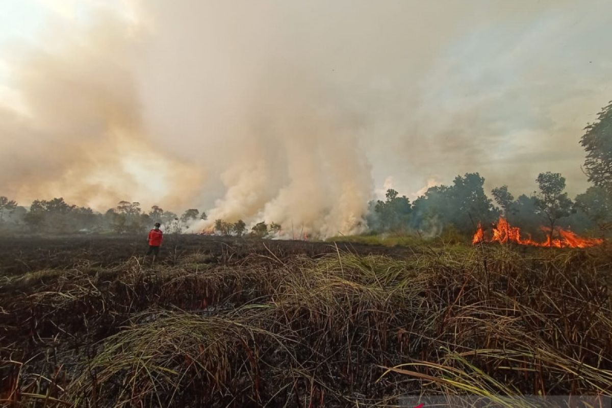 BPBD: Tim gabungan padamkan 29 Ha lahan rawa dan sawit terbakar di Ogan Ilir