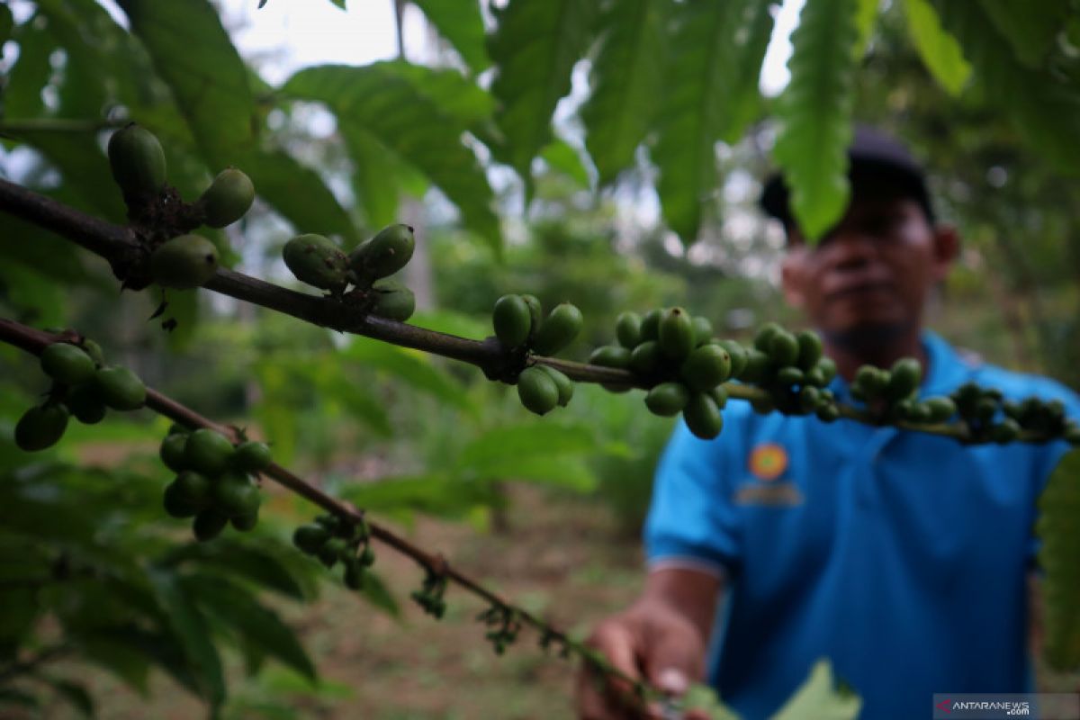 Desa Asam Randah di Kalsel miliki puluhan hektar kopi arabika dan robusta