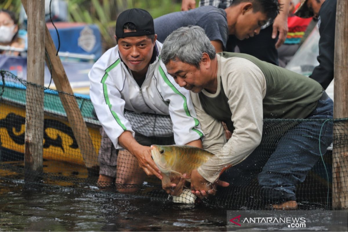 BKSDA Kalbar lepas 30 ekor induk ikan Arwana di Danau Sentarum