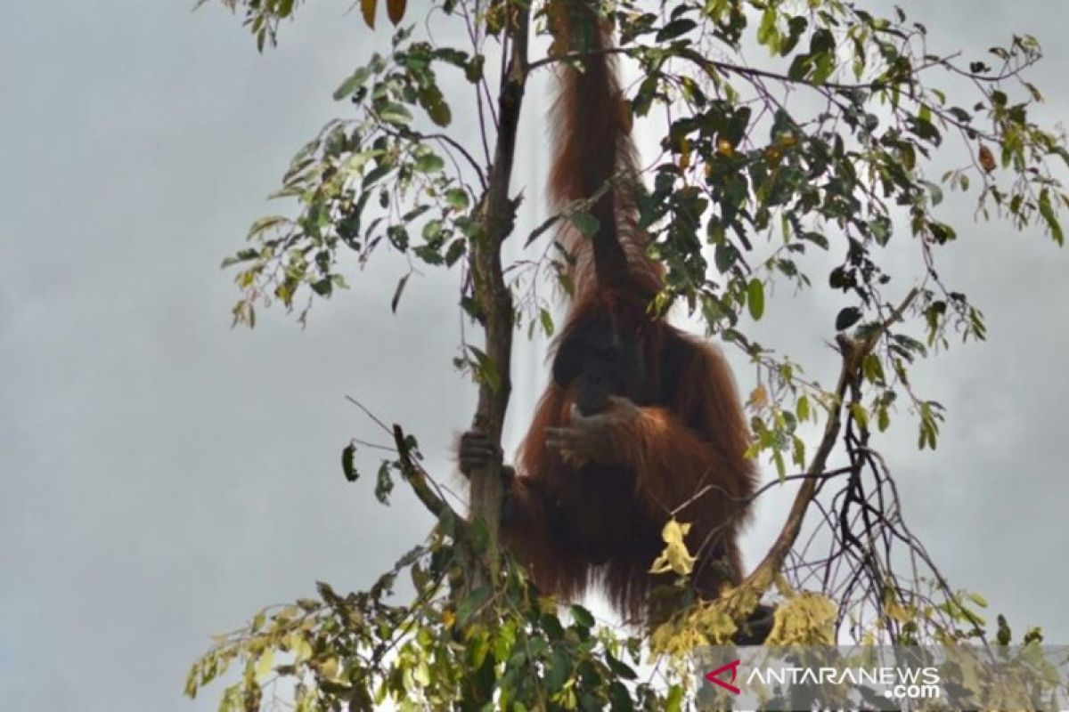 Habitat orang utan terancam akibat kebakaran lahan