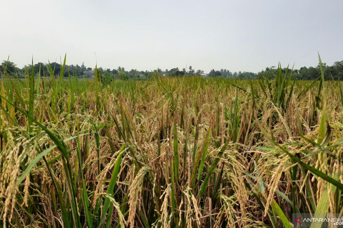 Pemkab Tangerang beri bantuan benih padi ke petani terdampak COVID-19