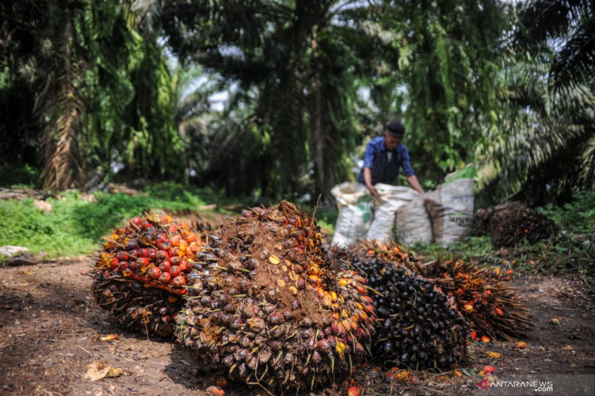 Produksi minyak sawit mentah Indonesia diprediksi meningkat tahun 2022