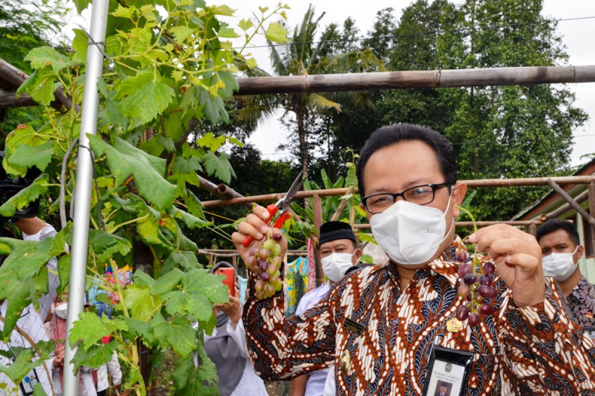 Karang Taruna Gowongan Yogyakarta olah lahan kosong ditanami anggur