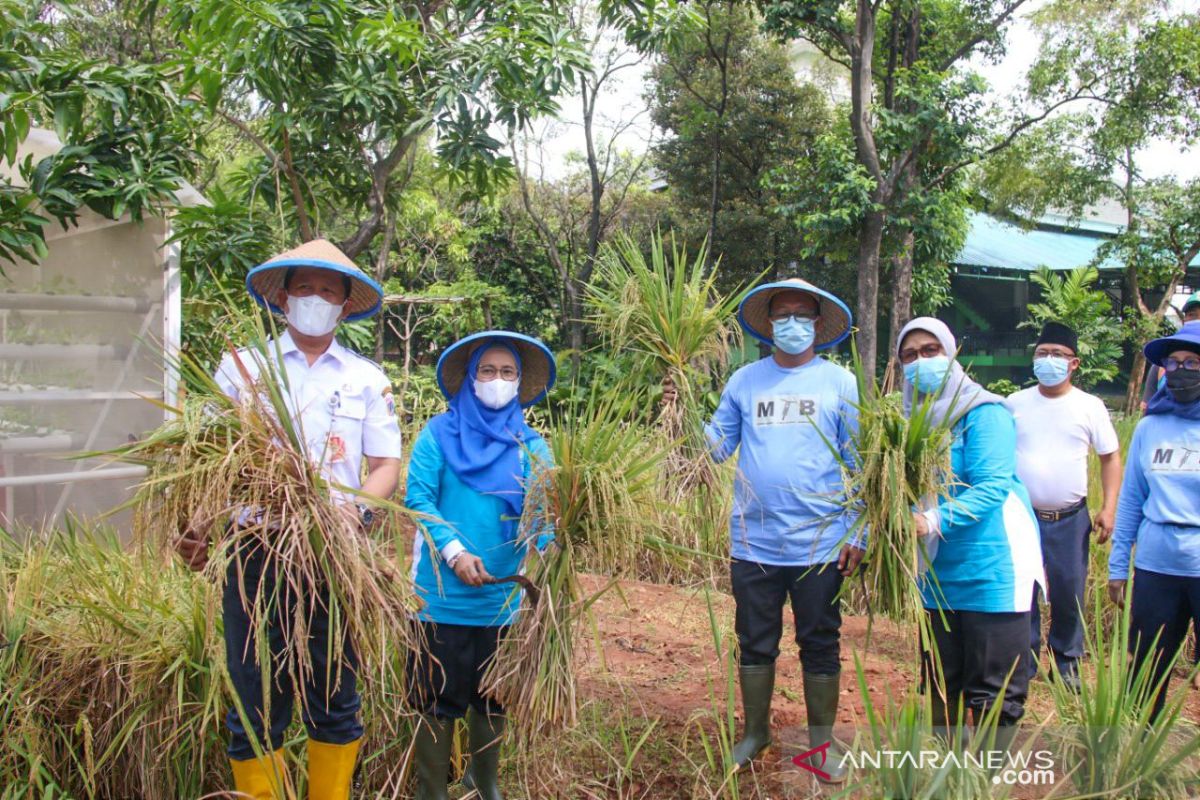 Menengok panen padi ala Walkot Farm Jakarta Utara