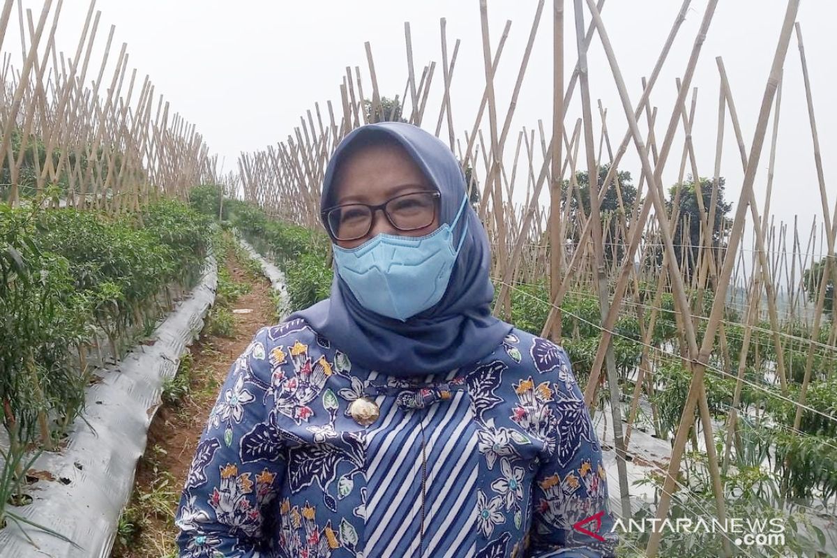 Pemkab Bogor berupaya tingkatkan produktivitas tanaman cabai