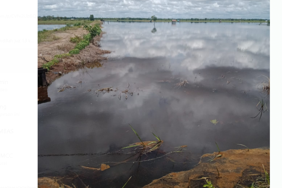 Lumbung padi Kayong Utara terancam gagal tanam akibat banjir