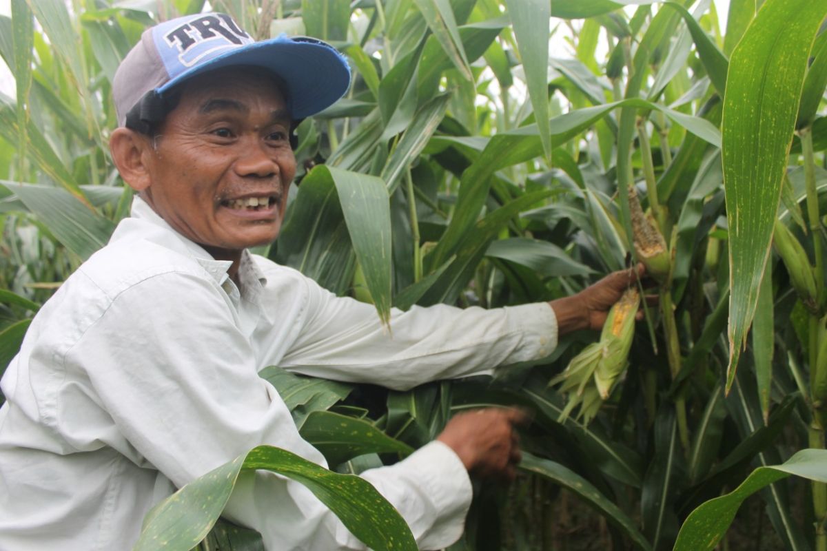 Hama tikus serang tanaman jagung petani di Tulungagung